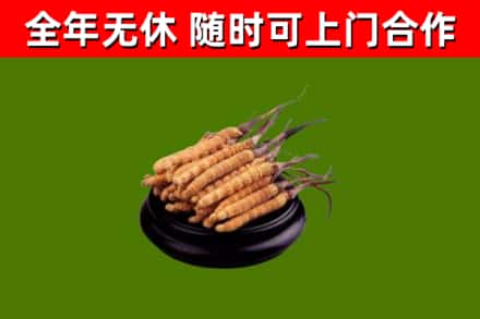 宜川回收冬虫夏草