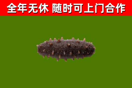 宜川回收海参干